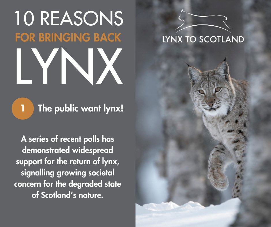 When asked, most people (72.4%) living near lynx in Norway say they LIKE living with lynx. Just 8.3% say they dislike lynx. In Scotland – where we're currently denied the opportunity to live near lynx – the majority of people also WANT to see lynx reintroduced. #LynxToScotland