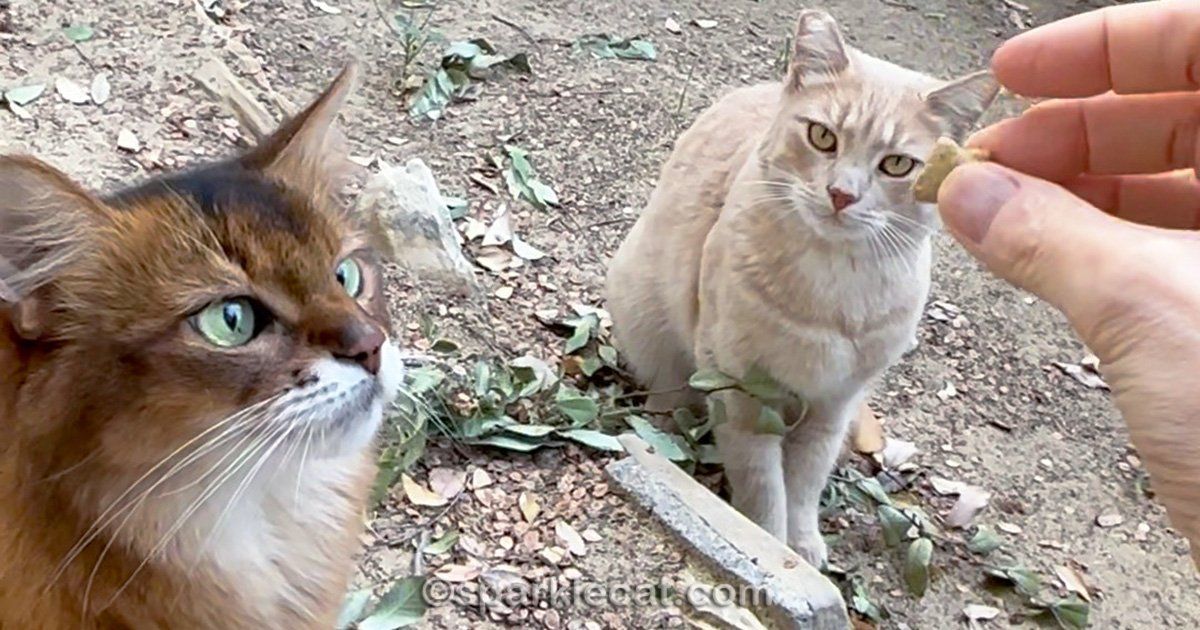 sparklecat's tweet image. The peach kitty got to try out the new Trader Joe’s treats! He didn’t like the turkey my human offered him last week…but will he like these? Find out here: buff.ly/3T4QmOO #outsidecat #cattreats #catfriends