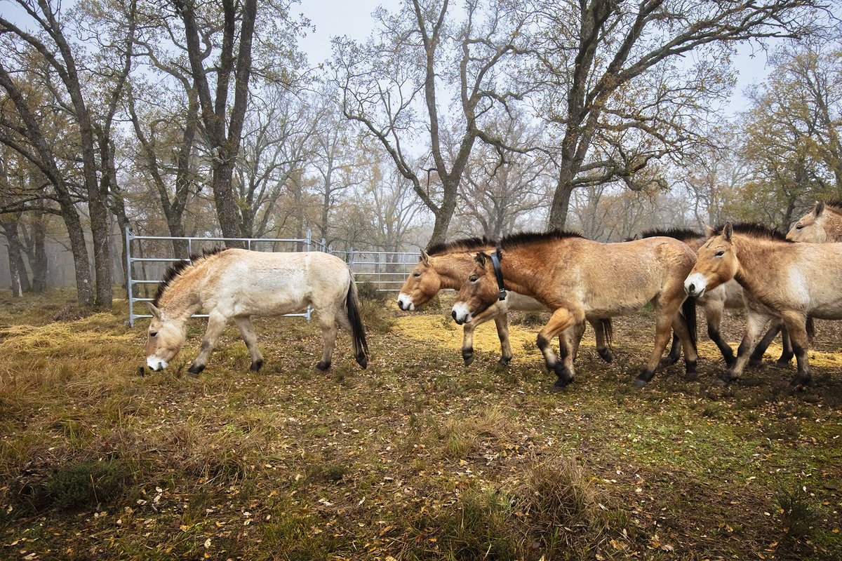 💫 A momentous milestone for @RewildingSpain_ as a herd of 16 #PrzewalskisHorses has just arrived in the #IberianHighlands in Spain, joining 10 individuals that were released by the team earlier this year. #Rewilding Discover more! 👉 loom.ly/Gwk-SFc 📷 @aldridgephoto