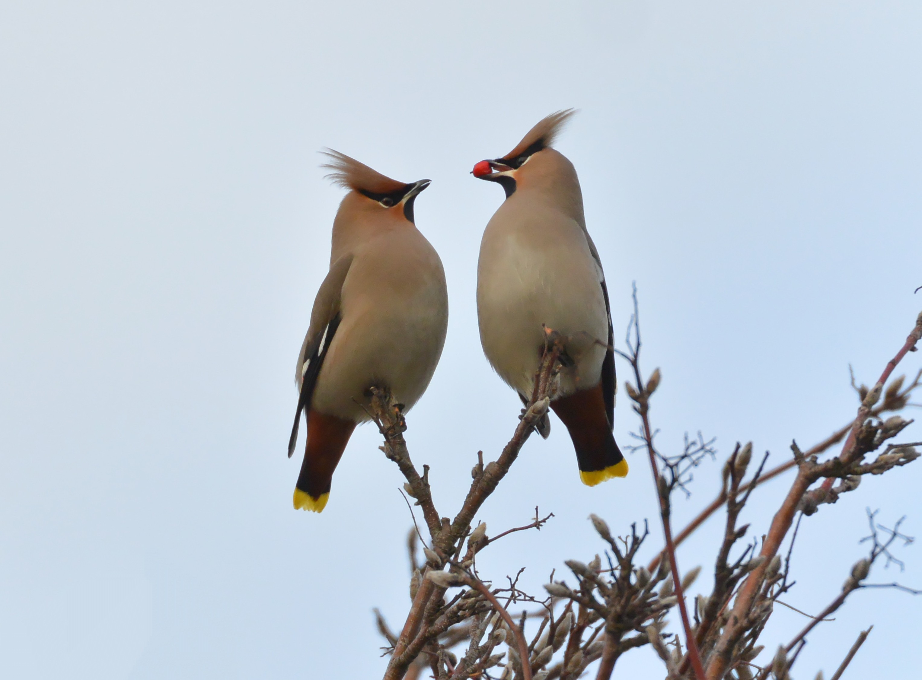 David Bowman (@dsbowman123) / X