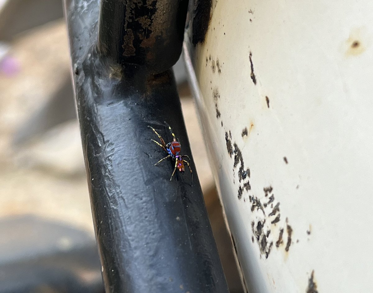 What kind of spider this…?  #Discovery #NationalGeographicChannel  #spider #SpiderMan 🕸️🕷️