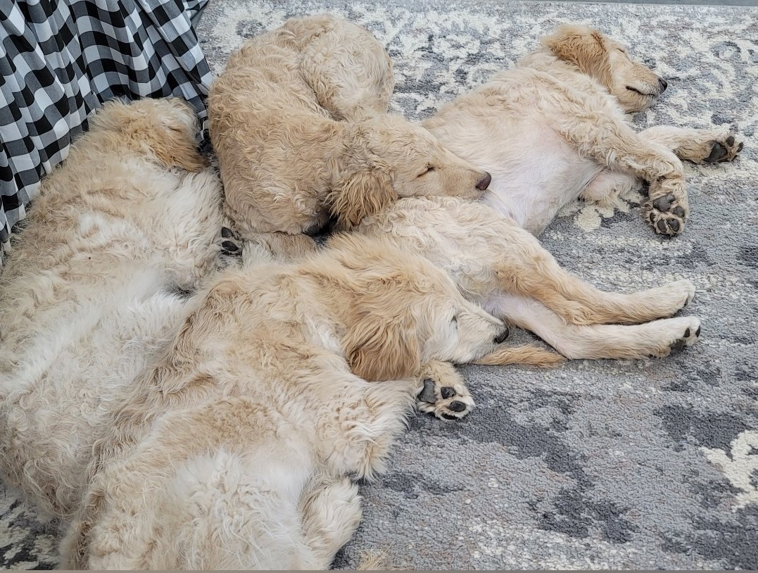 SpringPhoenix76's tweet photo. We're Expecting! 
Christmas Puppies! 🎄🐩🦮🐩🦮🐩

Multi-Gen, cream colored little bundles of absolute Joy 🤗😇.

Until they arrive, here's a puppy pile from last year's litter 😍🥰 #goldendoodles #grosenbachergoldendoodles
#gooddog #responsiblebreeder #preferredbreeder https://t.co/SJJTDfhZtJ