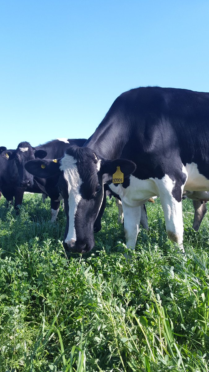 gustavoaugel's tweet photo. Cómo me gustaría poder venderle la leche a los Brasileros o los Uruguayos.
Se terminarían mañas como el abuso de poder dominante o la fijación unilateral del precio.
Mientras tanto acá estamos, todos los días un poquito más fundidos.
#sostambos https://t.co/1zGAOxaH4a