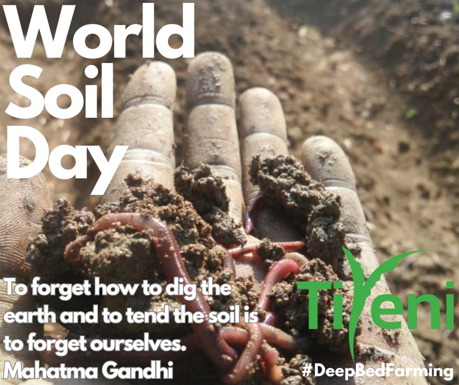 5th Dec is #WorldSoilDay. We are reliant on #soil for so much and yet we treat it so badly. Help us to change this and support our soil restoration in #Malawi.

#WorldSoilDay2023 #ActionOnSoil #COP28 #COPSoil #ActionOnFood #foodsecurity #sustainablefarming
tiyeni.org/donate