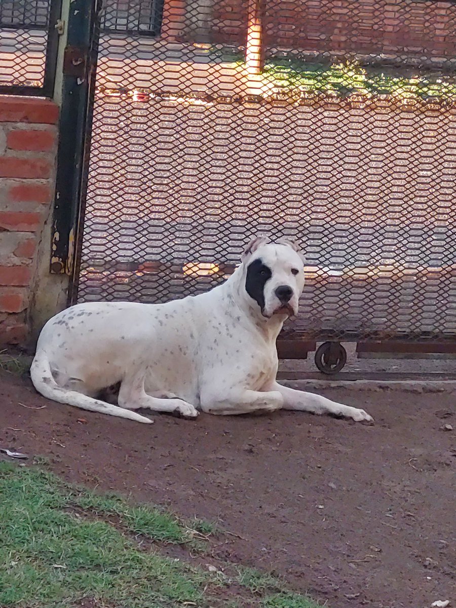 si tienen algún animalito y lo quieren castrar, (no lo lleven al quirófano municipal)
Lleve mi perra doga argentina y después de 4 días de LAS CIRUGÍA porque la operaron de los 2 lados se me murió y ahora quien se hace cargo 
La verdad una mierda la peor decisión que e tomado 💔