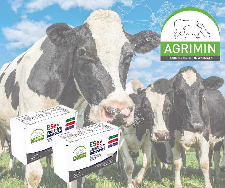 Vitamin E and Selenium are vital for cow health, particularly in periods of stress such as housing and the transition into winter.
The ESey bolus from Agrimin helps to ensure your cattle are getting the trace elements they need.

agrimin.co.uk/what-importanc…

#TeamBeef #teamdairy