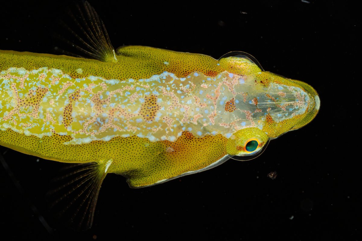 inaturalist's tweet image. Our Observation of the Day is this clingfish (potentially Opeatogenys gracilis, Porte-écuelle grêle in French), seen in #Algeria by sammykernane!

More details at: inaturalist.org/observations/1… #ichthyology #nature #marinebio #biodiversity #fish