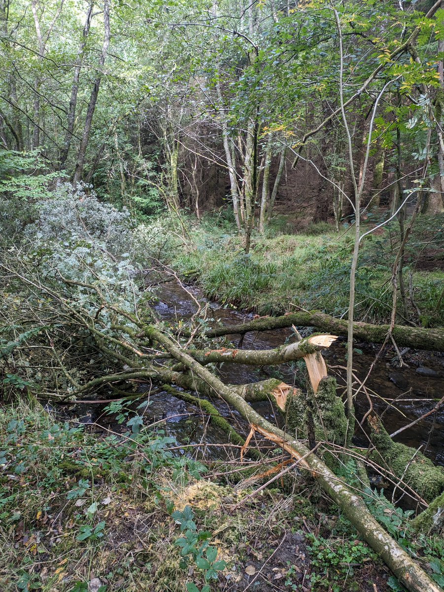 We’re celebrating #NationalTreeWeek! 🌳

Why are trees so important for rivers?

🌳 Dead and living trees in rivers provides cover for fish keeping them safe from predators

1/3
