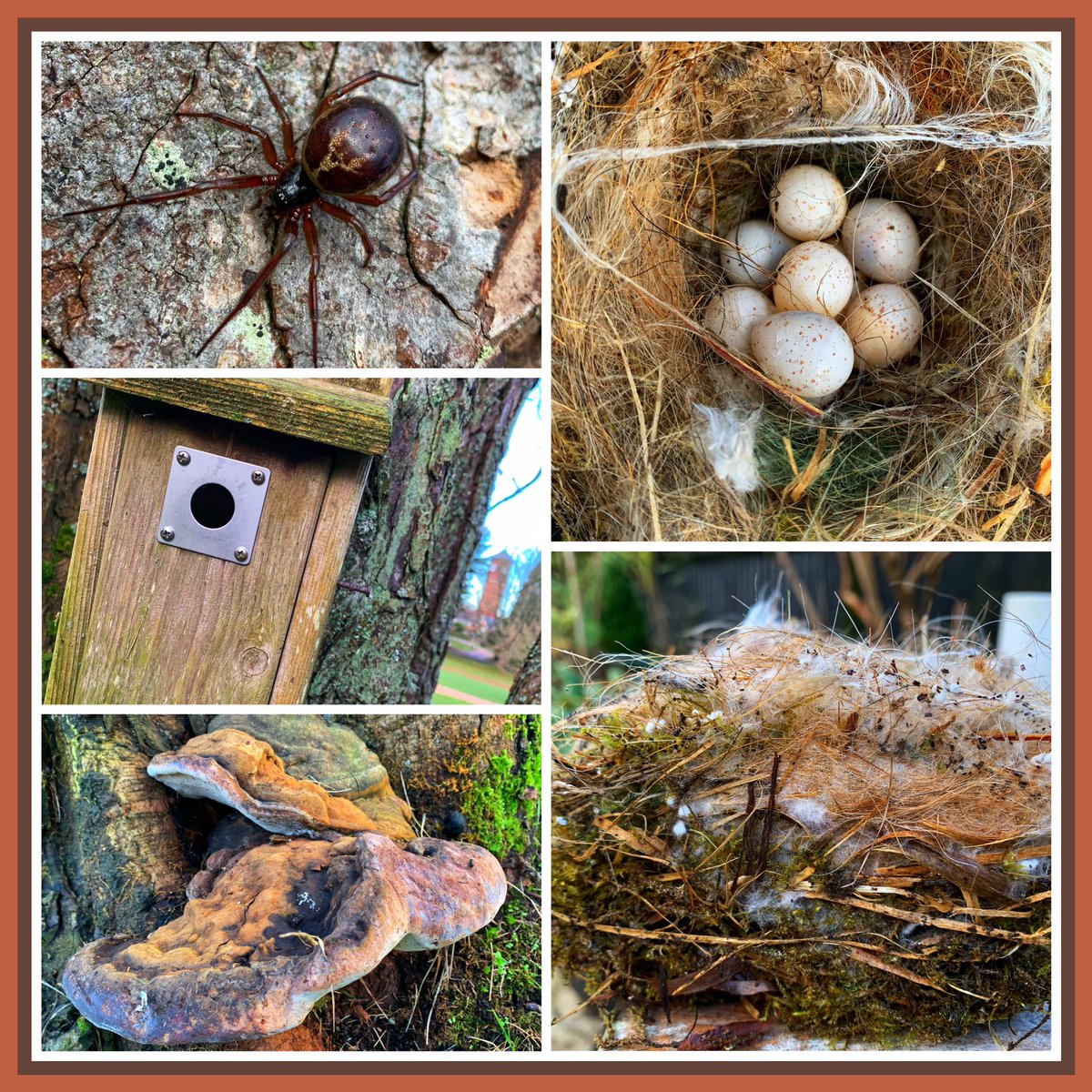 Found some interesting stuff while clearing out bird boxes today. A noble fasle widow spider, an abandoned blue tits (I think) nest and some bracket fungus. Hope everyone stayed warm today? #GardeningX #GardeningTwitter #UKWildlife #Ecology #Spider #wildlifephotography