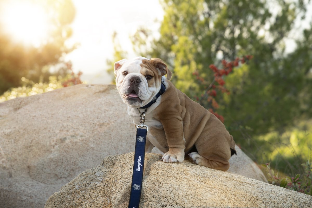 Hey Hoyas! Meet the next @GeorgetownJack! We can't wait to welcome Jack to campus in early 2024. bit.ly/49W7BYx