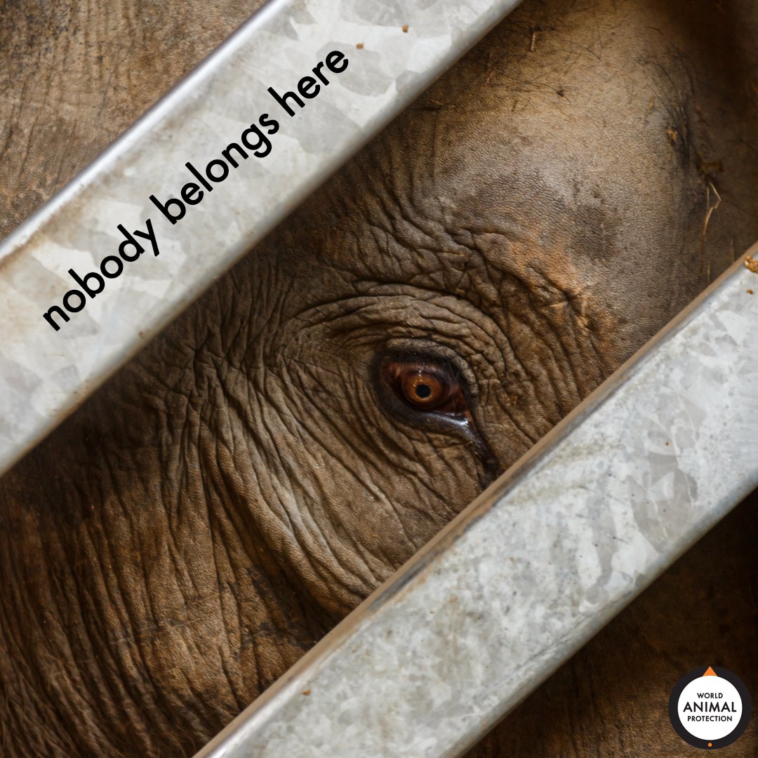 Elephants don't belong in captivity. #EmptyTheCages