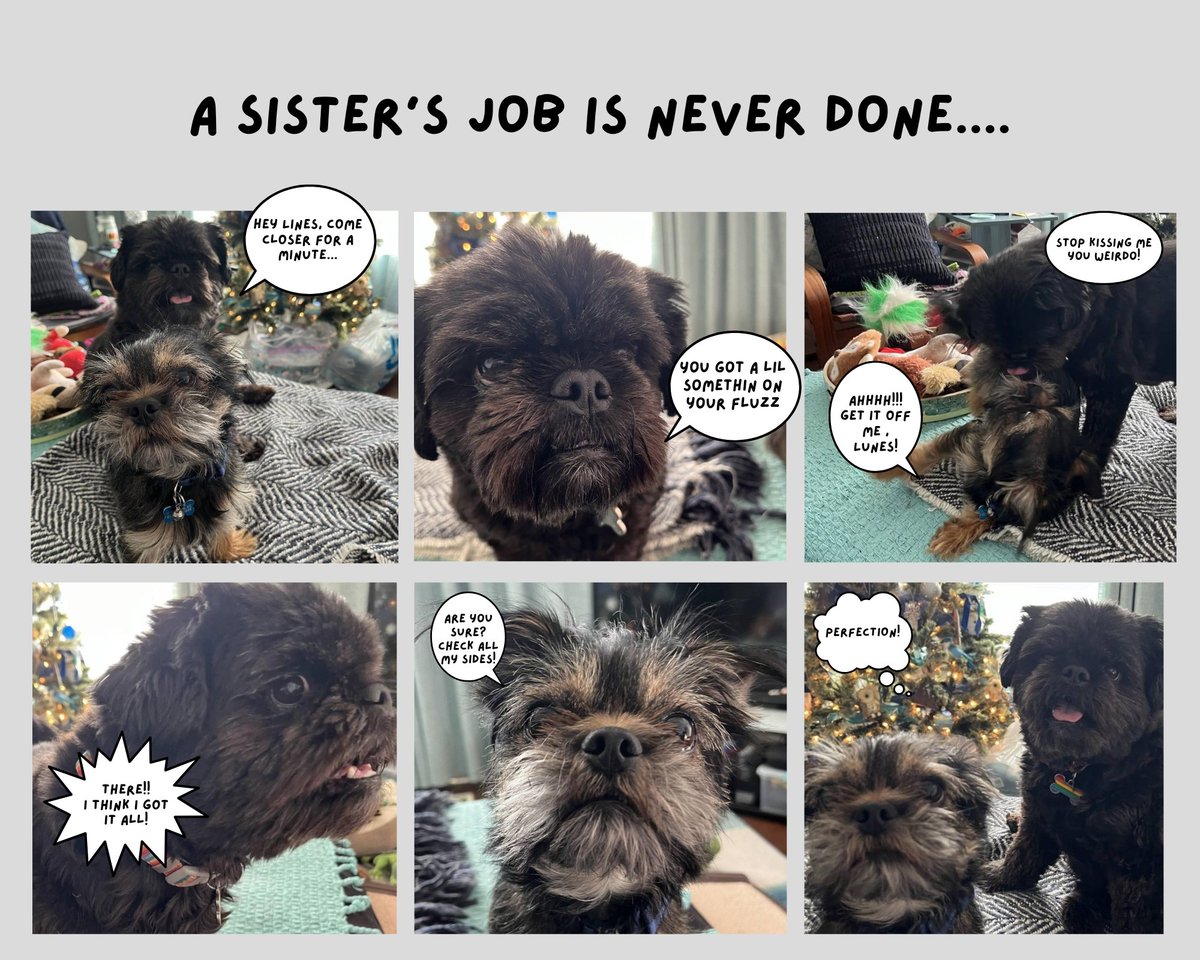 FelixthePugzu's tweet photo. #LionelthePugzuwawa #LunaLooPugzu https://t.co/D3gLSatLLC