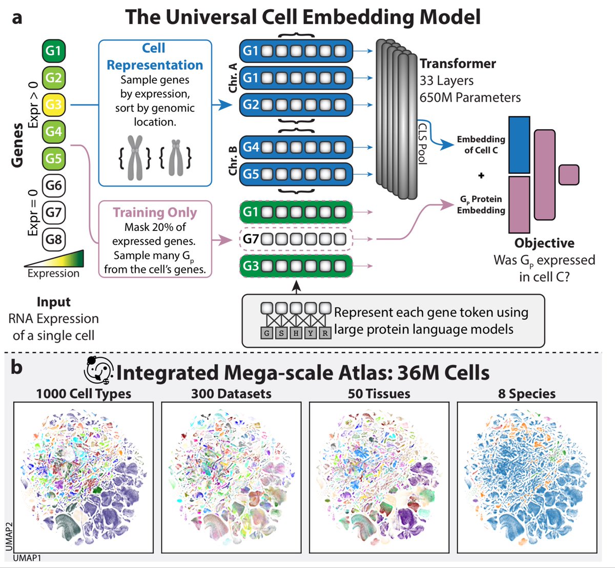 Universal Cell Embeddings: A Foundation Model for Cell Biology biorxiv.org/content/10.110…