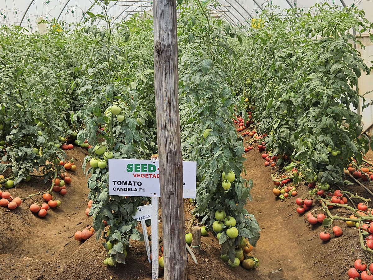 PS <a href="/obertjiri/">Obert Jiri</a> officiated at the SEEDCO Vegetables Stapleford Research Station Field Day today.