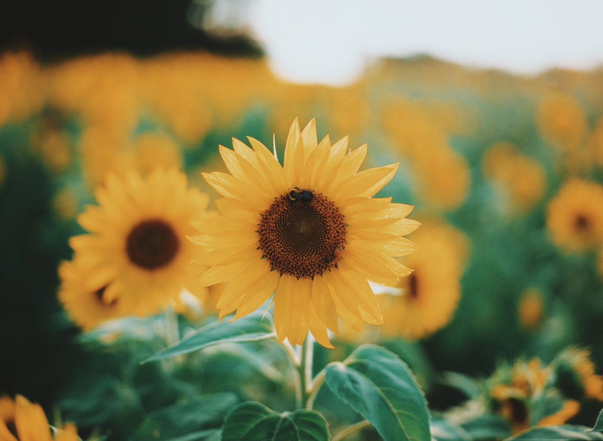 Kelsey Smith 💛🎞️ tweet media