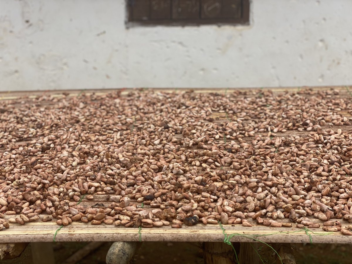 Solidaridad_wa's tweet photo. Solidaridad has enhanced the capacity of two Liberian cocoa processing companies in #cocoa bean aggregation, processing, branding & marketing, under #COVADEP funded by #EUinLiberia. Both companies contribute to increasing the value of cocoa beans harvested by our beneficiaries. https://t.co/dYUfXNo2Va