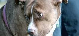 La verdad está historia me costó mucho. Leer declaraciones y ver fotos fue una pesadilla: mexicanos están traficando perritos pitbull para peleas clandestinas en Estados Unidos. 

Como si sus negocios de droga y otras cosas no fuera suficiente ahora van tras los perritos.