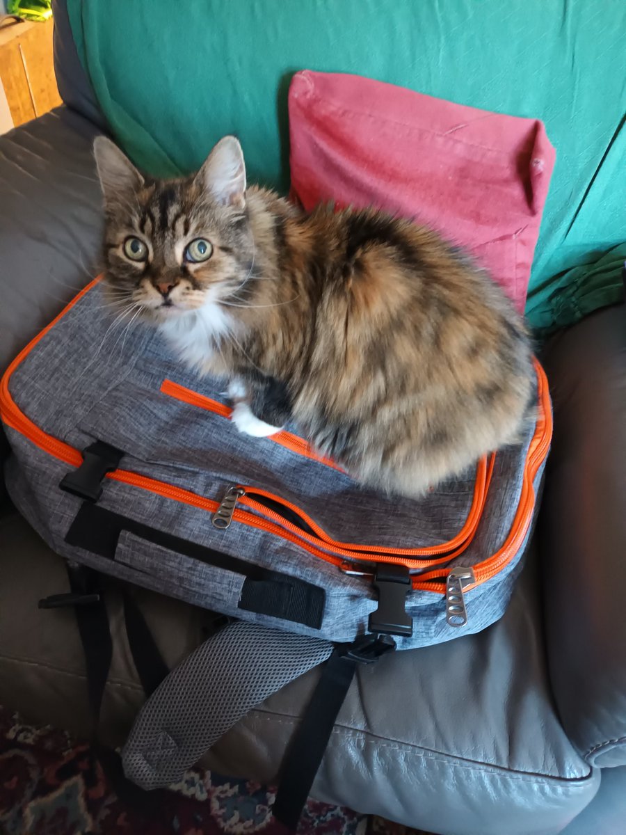 #CatsofTwitter If I sit on the bag you can't go on holiday!