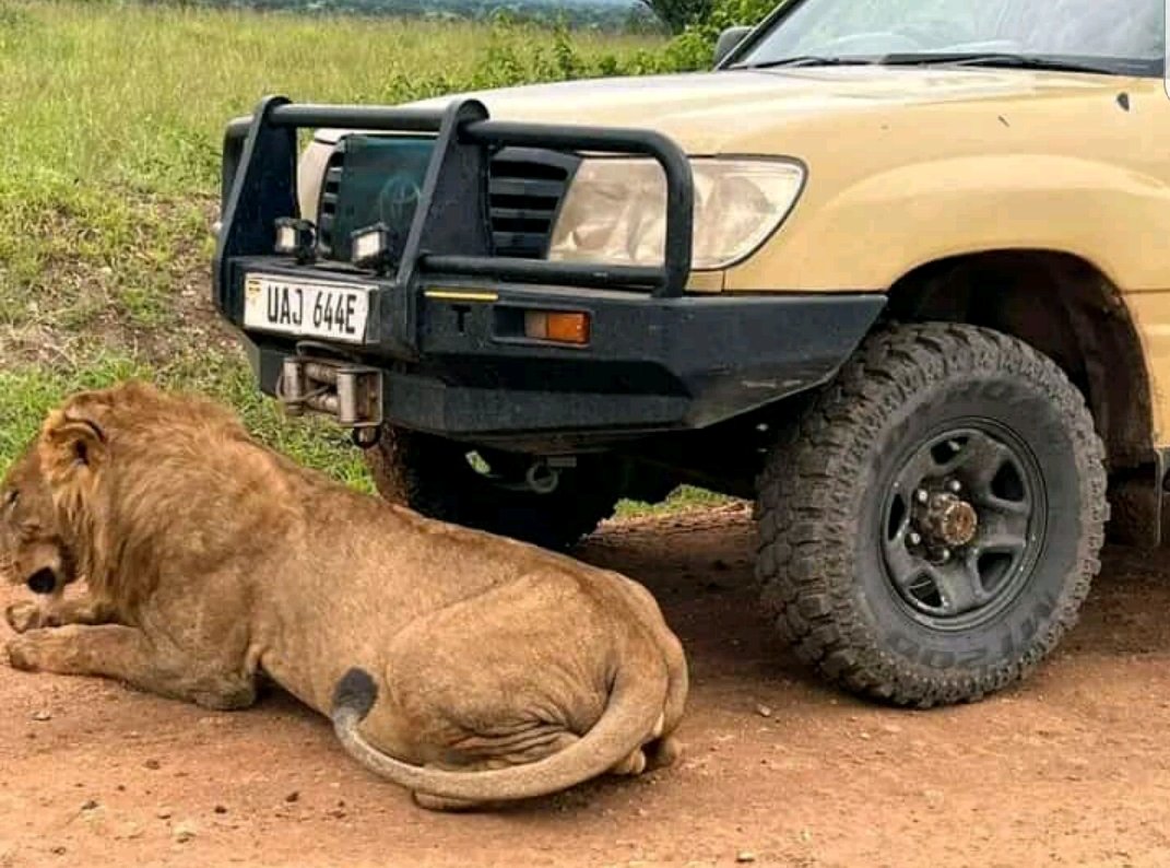 DavidzAyesiga's tweet photo. here are the Big5 animals in the wilderness..
#leopard
#buffalo
#rhino
#lion
#elephant each has got the role it plays in ecosystem. so which one do you want to know it's role in the ecosystem? https://t.co/iw86nJY7lz