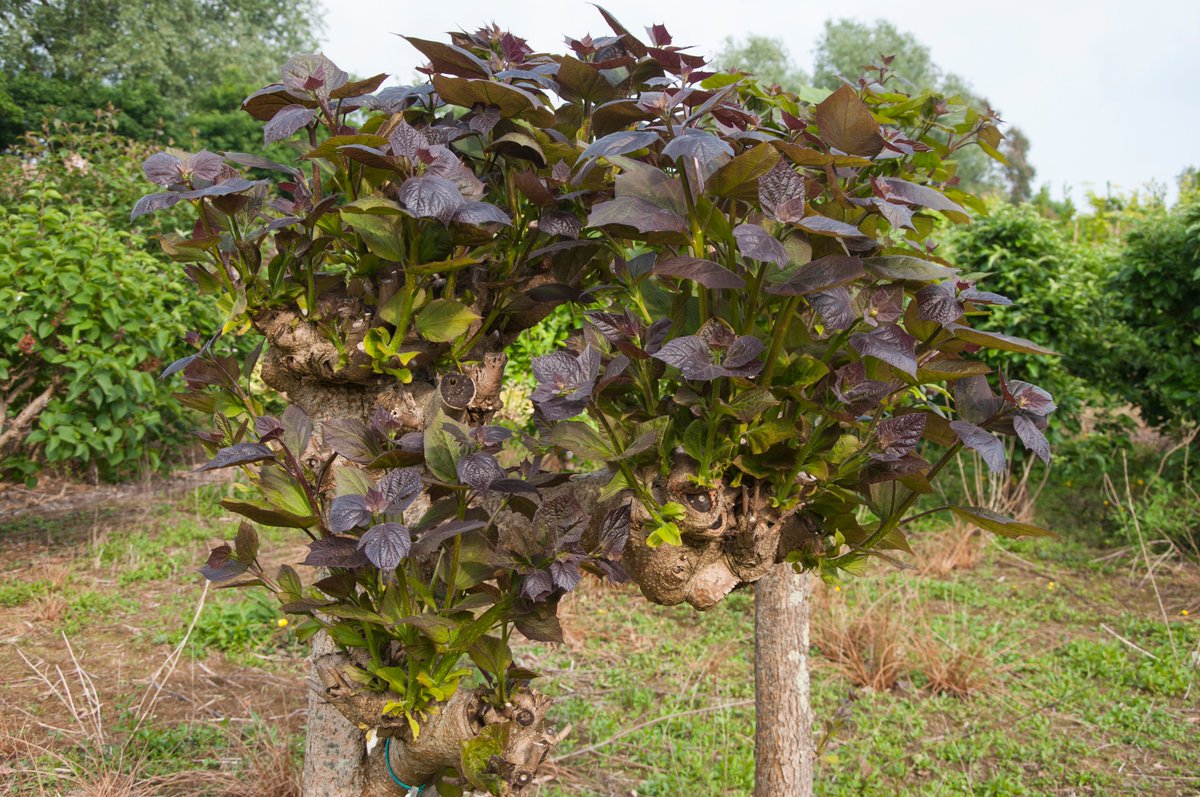 The_RHS's tweet photo. With drier summers and wetter winters, our trees will be exposed to extreme conditions from droughts to waterlogging 🌳

From Acer rubrum to Prunus padus, take a look at what trees can tolerate a change in climate: https://t.co/nrgTrMMAUr 

#NationalTreeWeek https://t.co/Ui6Vlco0ne