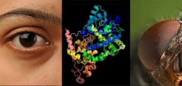 Rainmaker1973's tweet photo. Humans actually possess a protein (cryptochromes) needed for the detection of magnetic fields which they could theoretically sense, but it seems that our brains doesn't seem to have any way to decode this information 

[full paper: https://t.co/8RwDetzO2h] https://t.co/LiPnPNZh37