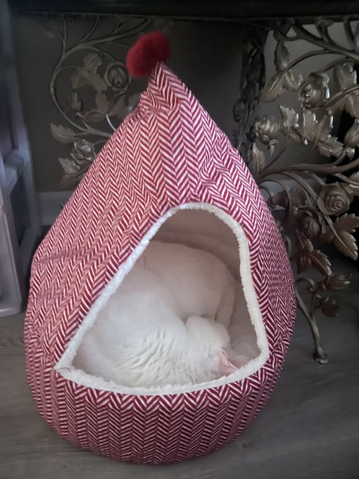 I got this little elf house for Umaru. The boys are too big to fit in it and she&rsquo;s so happy 😭 https://t