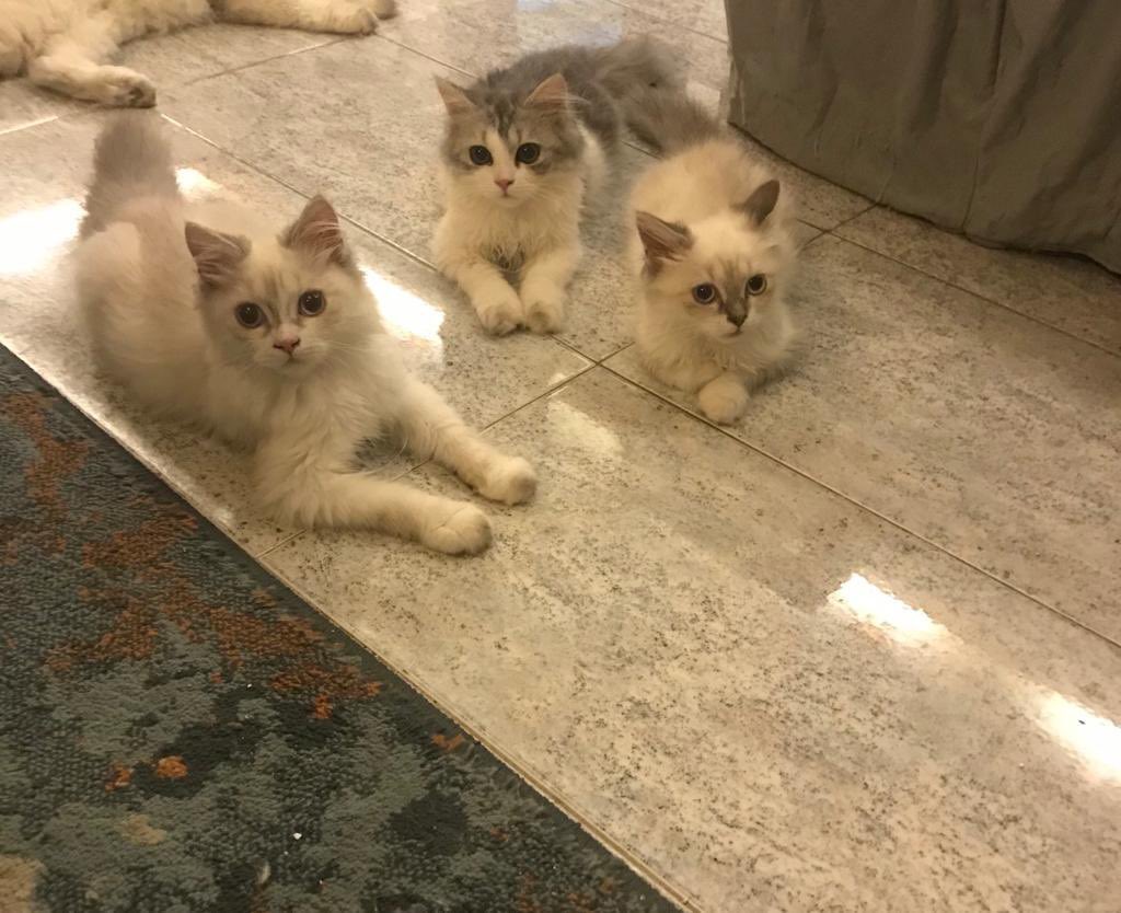 غرام tweet media