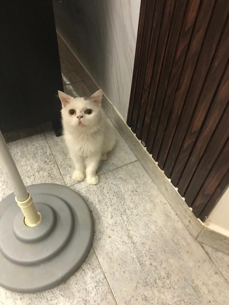 غرام tweet media