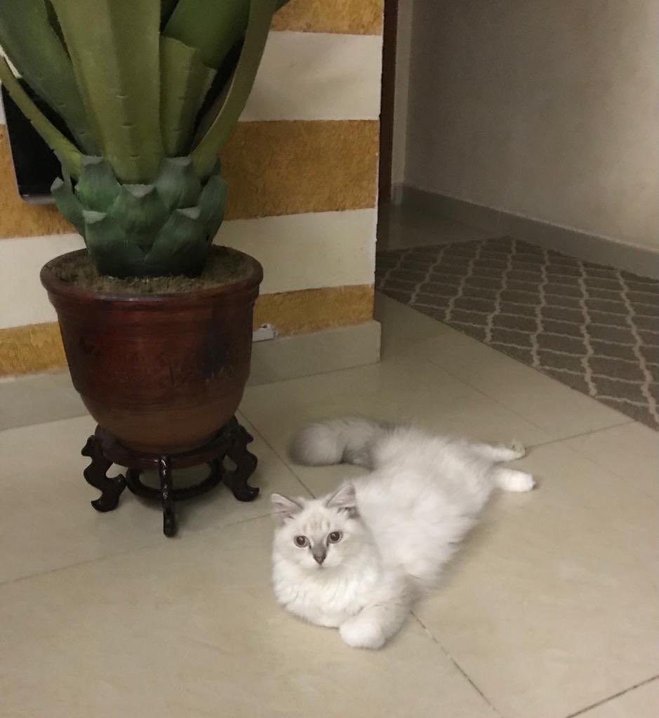 غرام tweet media