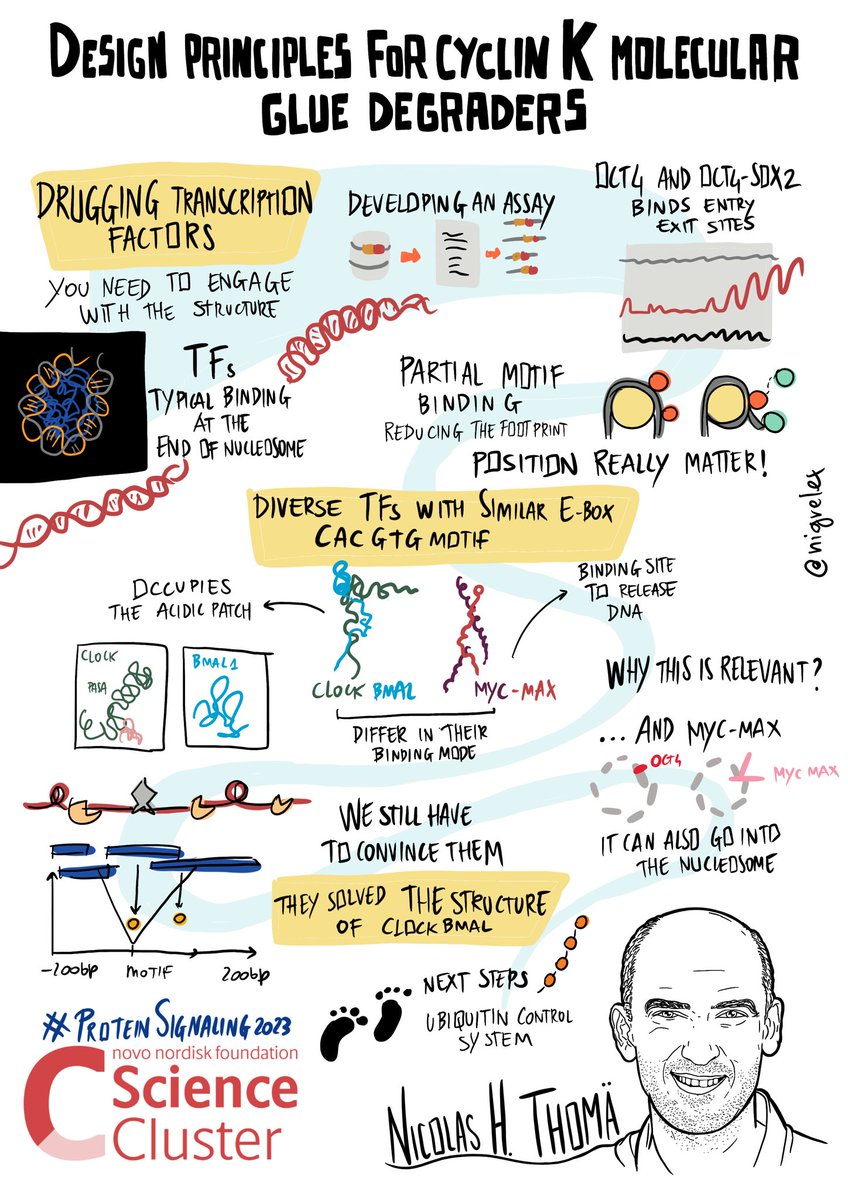 🚀 Last speaker of #proteinsignaling2023!

🗣️ Nicolas Thomä @LabThoma @FMIscience 

🧪 Design principles for cyclin K molecular glue degraders

#science #research
@novonordiskfond