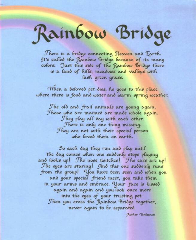 the_a_train24's tweet photo. @LadiGeek Beloved pets are waiting at the rainbow bridge for us to help us cross over when the time comes. Your Xena will be waiting with endless love https://t.co/XOgj5WrP1r