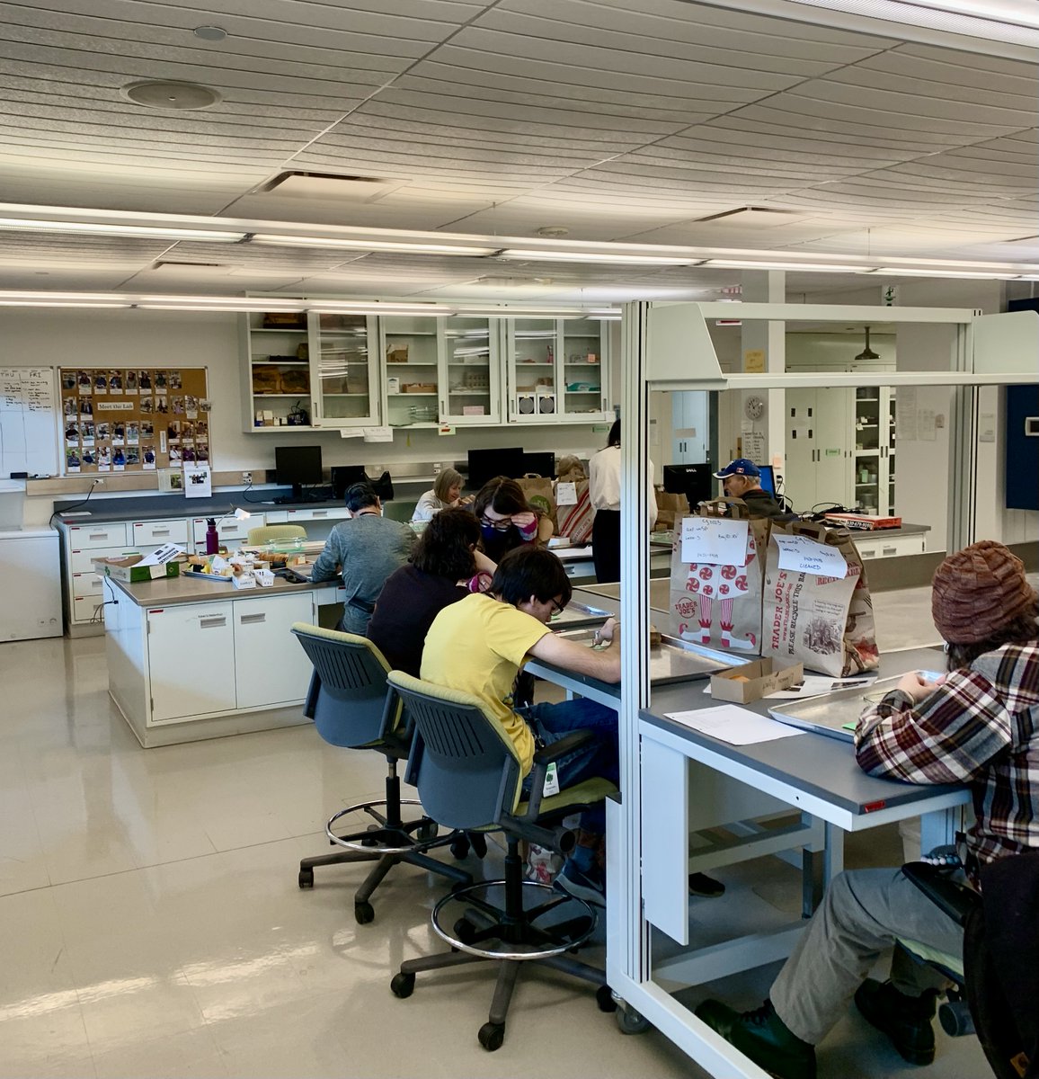 Our lab <a href="/chicagobotanic/">Chicago Botanic Garden</a> is bustling! With help from our hardworking students, volunteers, and <a href="/CarletonCollege/">Carleton College</a> externs, we are exploring new questions and making lots of progress with data processing!