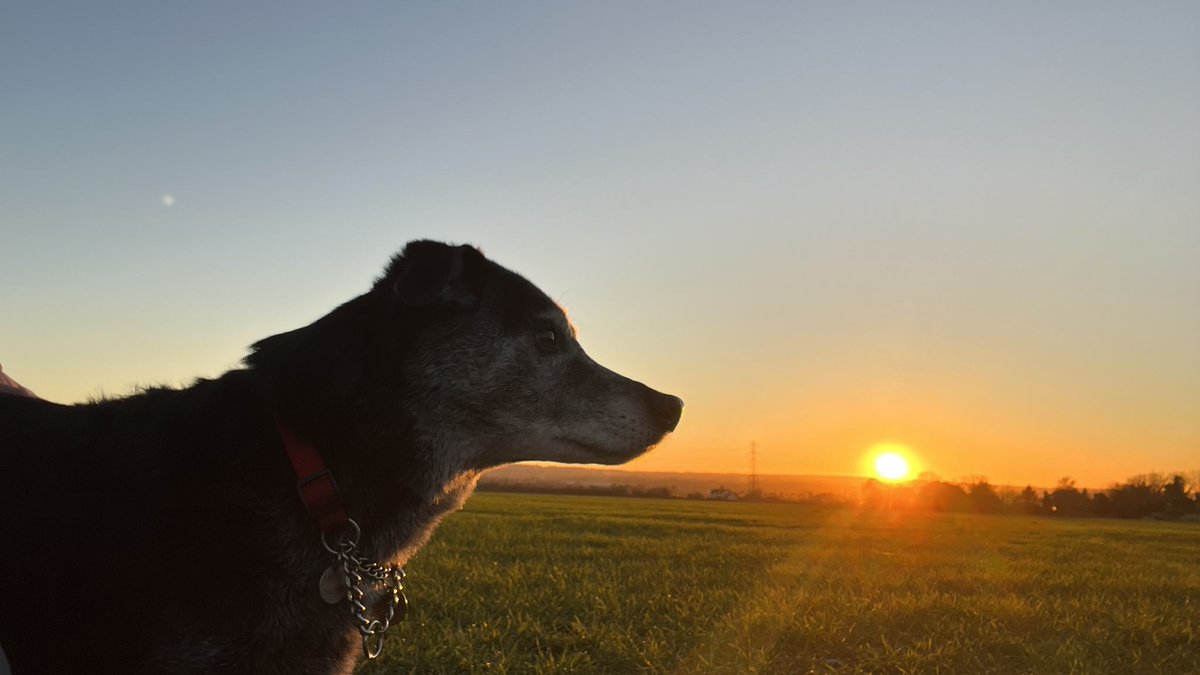 MerlinnotDesmo's tweet image. Today Desmo went over the rainbow. 
Sadly in the last week he went down hill very fast stopped eating and lost his passion for life.
I’d like to thank all of you who followed his exploits here. 
It’s a very painful time, love from Desmo’s dad