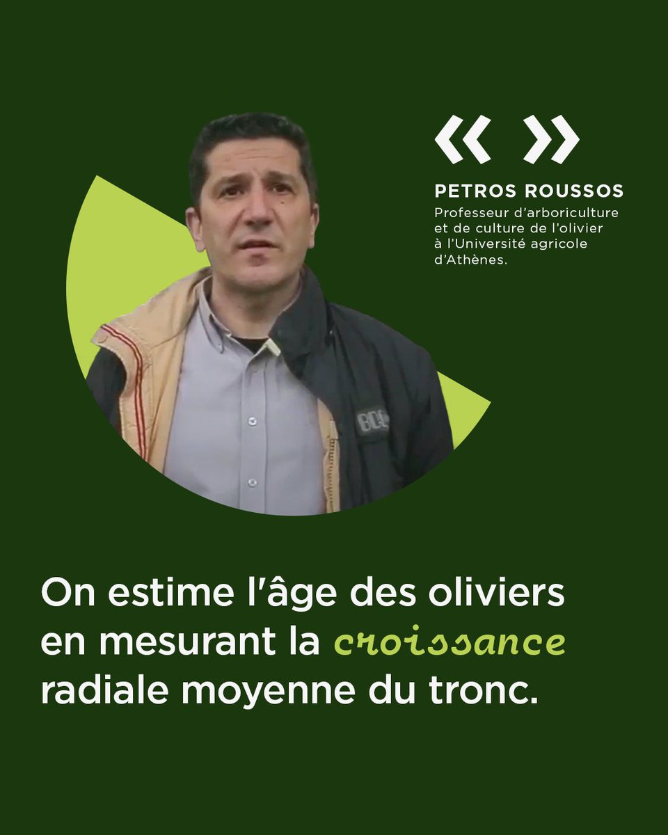 Petros Roussos, professeur d’arboriculture et de culture de l’olivier à l’Université agricole d’Athènes, a partagé avec nous son amour pour les oliviers millénaires et a répondu avec plaisir à notre appel à les rechercher dans toute la Grèce. L’objectif est d’enregistrer l’âge et