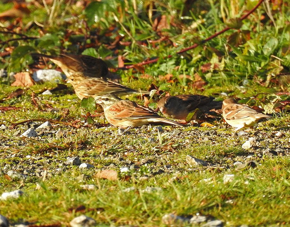 Lead a <a href="/naturetrektours/">Naturetrek</a> based at the Grand Hotel Torquay. Highlights: Slapton: 2x Lesser Scaups (found by us!), Velvet Scoter. Broadsands: Cirl Bunting, Firecrests. Berry Hd: Bluefin Tuna, Black Redstart, Harbour Porpoise. Aylesbeare: Dartford Warbler. Exe: Avocets, Marsh Harrier