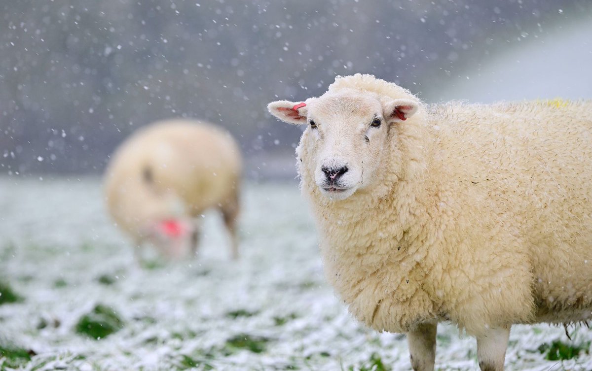 oaktreefarmest1's tweet photo. The girls enjoy some snow today, first of the season ❄️ 🐑. @NFUtweets @lleynsheep @emmamingo @ppauk @FarmersWeekly https://t.co/eUMwAmuzqR