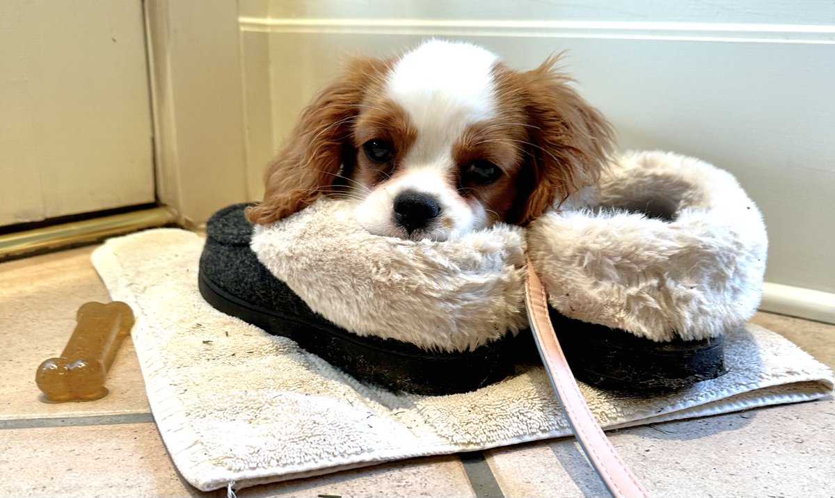 spokesdog's tweet photo. Cuteness alert
#cavalierkingcharlesspaniel taking a little brain break after a successful training session. https://t.co/vY4DveJAaD
