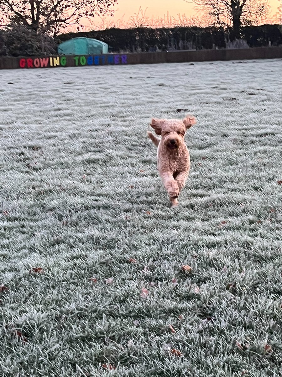 It was very cold at school today, but Benji, our school dog had a great time on the field!