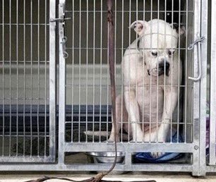 DC_Draino's tweet image. Just talked with a man who works with a local animal shelter on the Florida Gulf coast

He said they’re overcapacity

10-15 new dogs coming in each day

Why?

He said it’s b/c families are struggling in this economy

If you’re looking for new dogs for Christmas, I hope you adopt