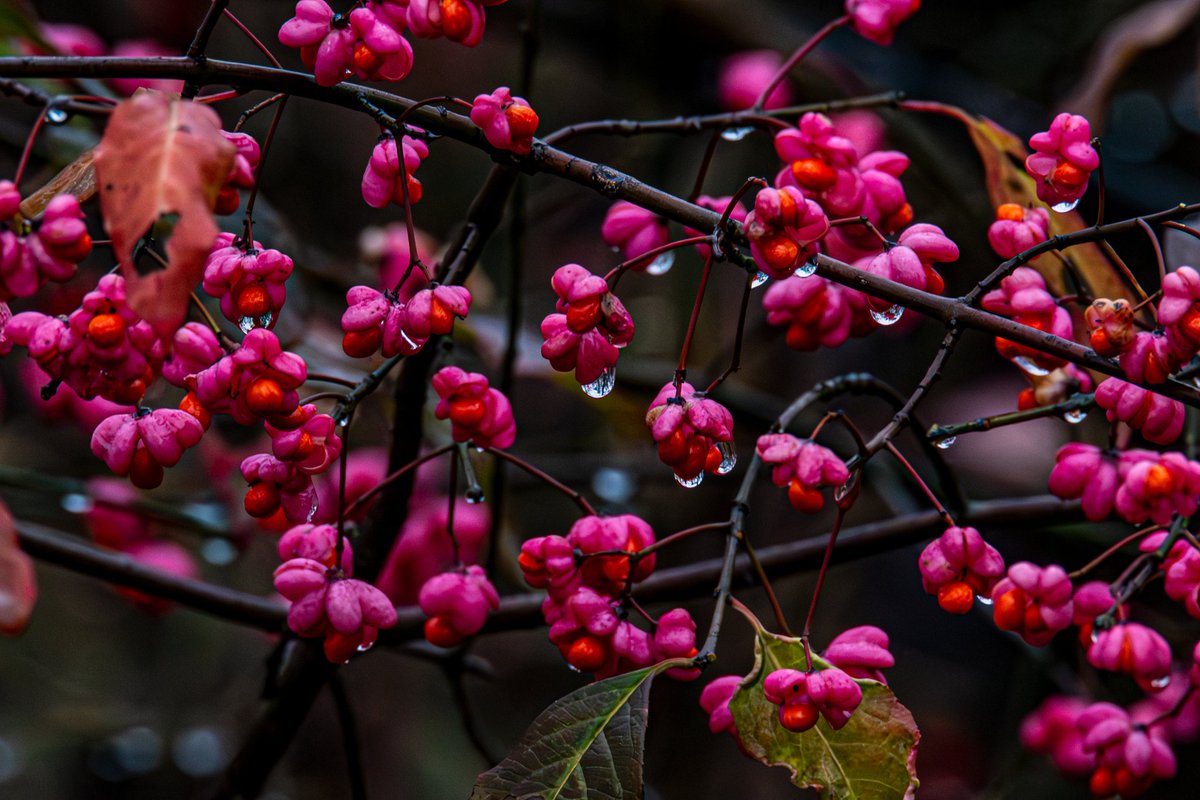 #XNatureCommunity #XNaturePhotography #TwitterNatureCommunity #TwitterNaturePhotography #NaturePhotography #NatureBeauty #Autumn #AutumnPhotography 
Rainy autumn day. Here are some #AutumnVibes for you!