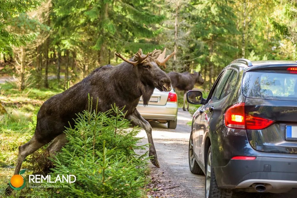 Animal-related vehicle damage is a real concern. Does #carinsurance cover it? We'll discuss the types of damage, insurance coverage, &amp; prevention tips. Click on the link below to learn more:

remlandinsurance.com/blog/exploring…

#RemlandInsurance #autoinsurance #California #OrangeCalifornia