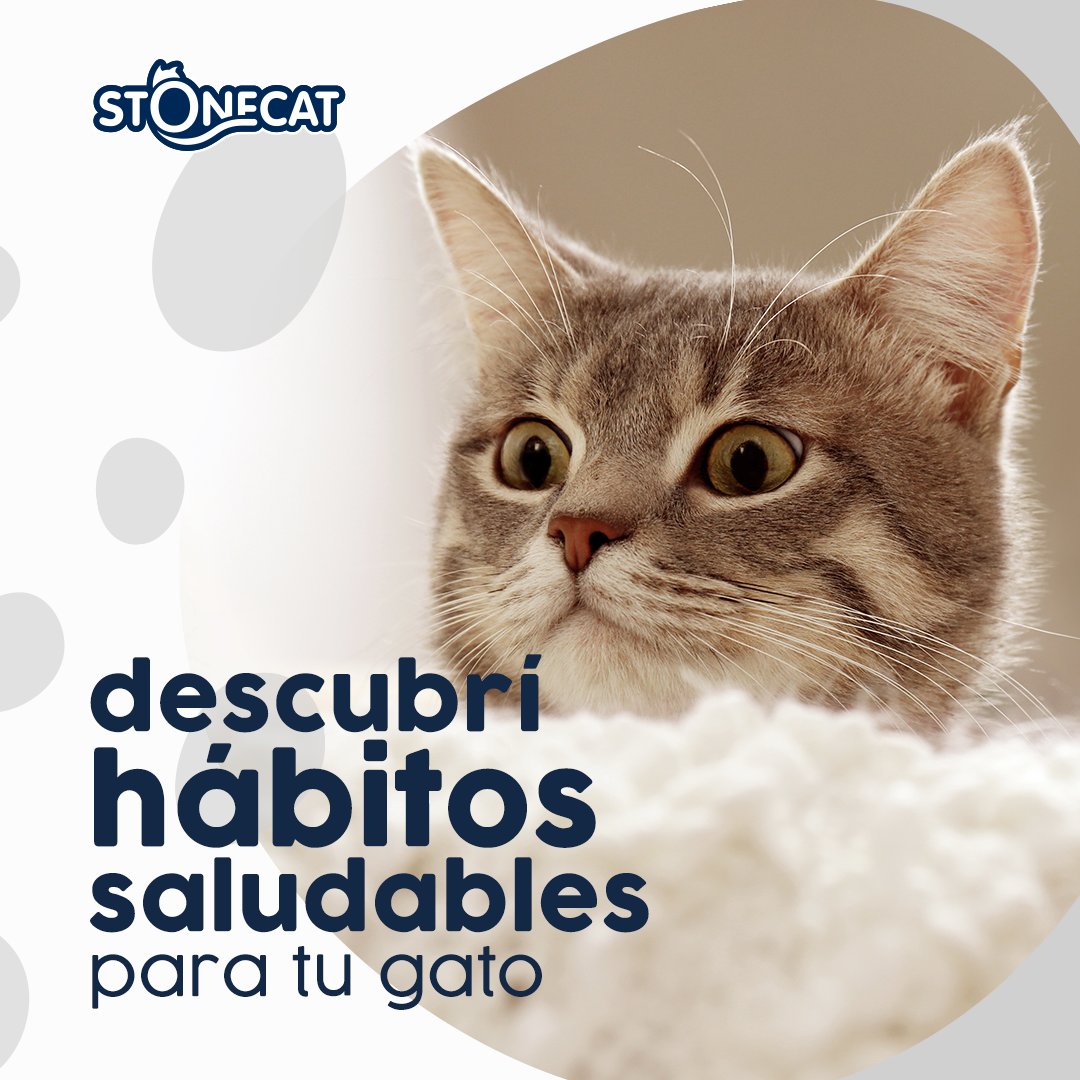 StonecatOficial's tweet photo. Para asegurarte de mantener a tu amigo gatuno 😸 feliz 🌟 https://t.co/20IdVOEs2D
