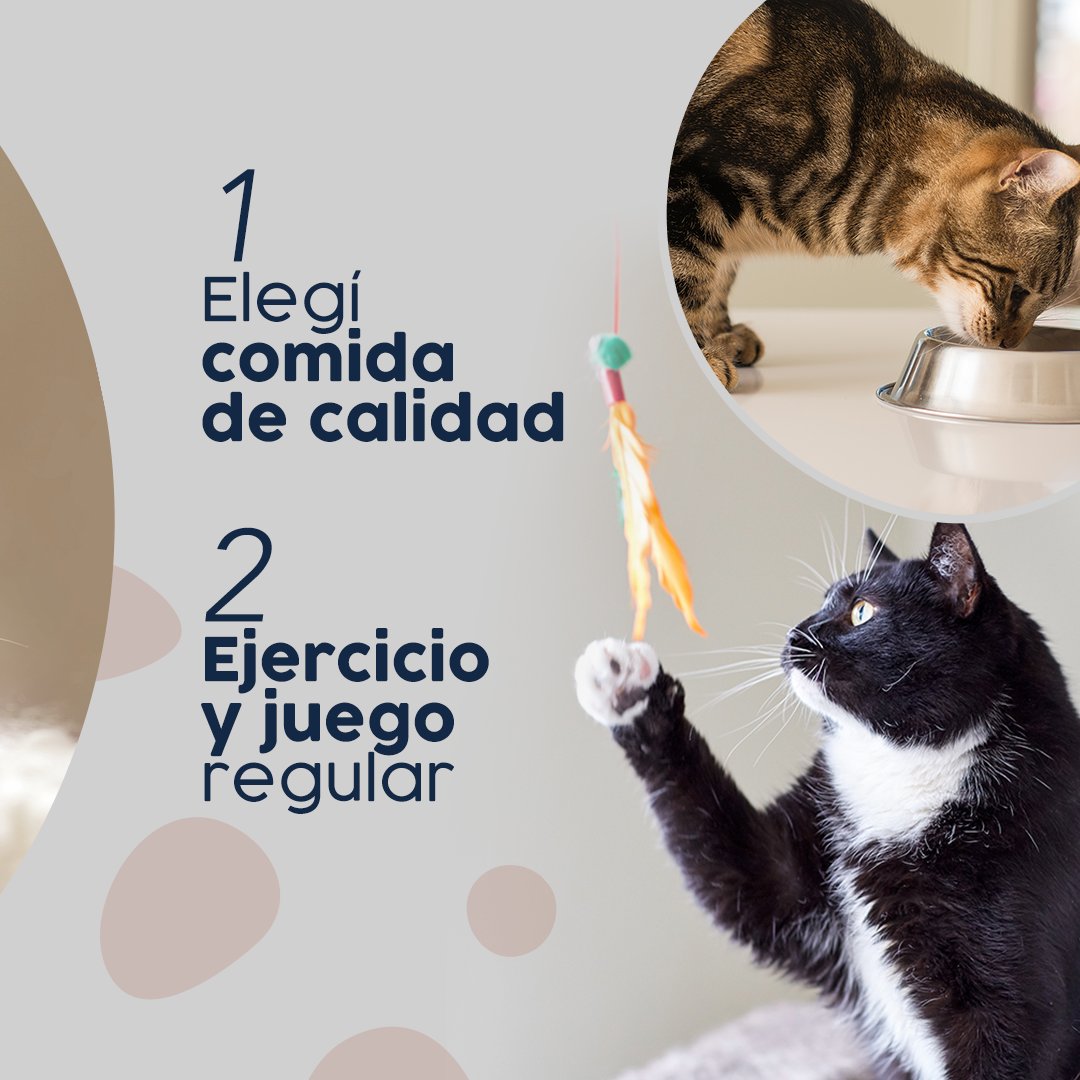 StonecatOficial's tweet photo. Para asegurarte de mantener a tu amigo gatuno 😸 feliz 🌟 https://t.co/20IdVOEs2D
