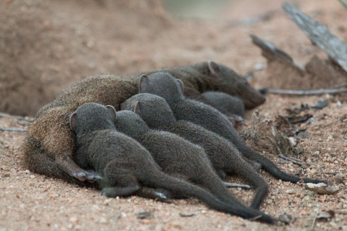 Dwarf Mongoose (@dwarf_mongoose) on Twitter photo It's not all bad news - our ๐new๐ paper shows by-product positive effects of #intergroup threat on mongoose pup #survival.
Work led by <a href="/AmyMorrisDrake/">Amy Morris-Drake</a> with <a href="/Julie_M_Kern/">Julie Kern</a> & <a href="/Ben_Cobb_/">Ben Cobb</a>
<a href="/RSocPublishing/">Royal Society Publishing</a>
<a href="/ERC_Research/">European Research Council (ERC)</a>
Read the #OpenAccess paper here: doi.org/10.1098/rspb.2โฆ It's not all bad news - our ๐new๐ paper shows by-product positive effects of #intergroup threat on mongoose pup #survival.
Work led by <a href="/AmyMorrisDrake/">Amy Morris-Drake</a> with <a href="/Julie_M_Kern/">Julie Kern</a> & <a href="/Ben_Cobb_/">Ben Cobb</a>
<a href="/RSocPublishing/">Royal Society Publishing</a>
<a href="/ERC_Research/">European Research Council (ERC)</a>
Read the #OpenAccess paper here: doi.org/10.1098/rspb.2โฆ