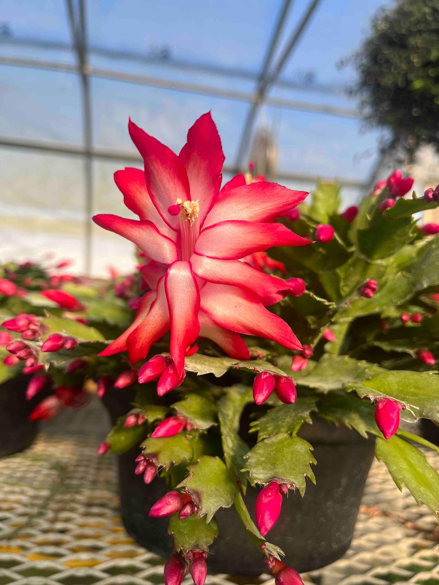 bushman28690's tweet photo. You just can’t go wrong 😍

Christmas Cactus blooms are just too gorgeous. Every home needs one! They’re so easy to care for, anyone can do it 😉

Multiple sizes and colors starting at $12.95! https://t.co/SeEYJcwFaS