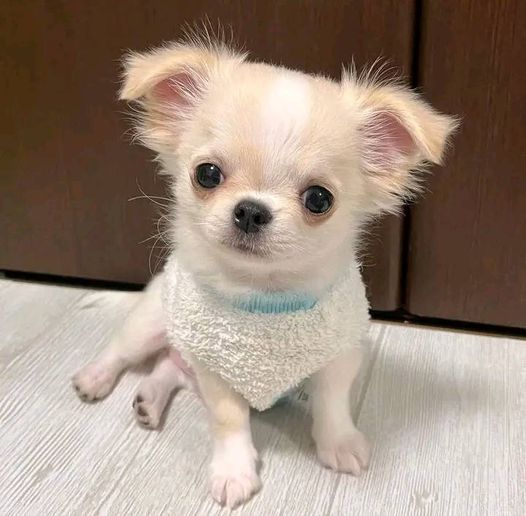 Chihuahua_cm's tweet photo. Dogs have a way of finding the people who need them and filling an emptiness we didn't even know we had. ๐พโค๏ธ #DogMagic #HeartFull https://t.co/NL7kXrPUWp