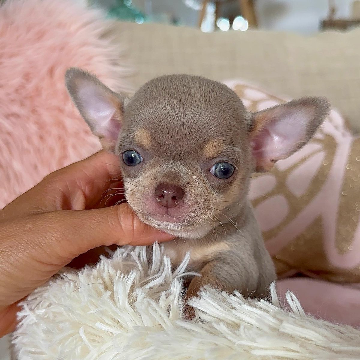 chihuahua__fans's tweet photo. Dogs have a way of finding the people who need them and filling an emptiness we didn't even know we had. ๐พโค๏ธ #DogMagic #HeartFull https://t.co/MzU93MrCYT