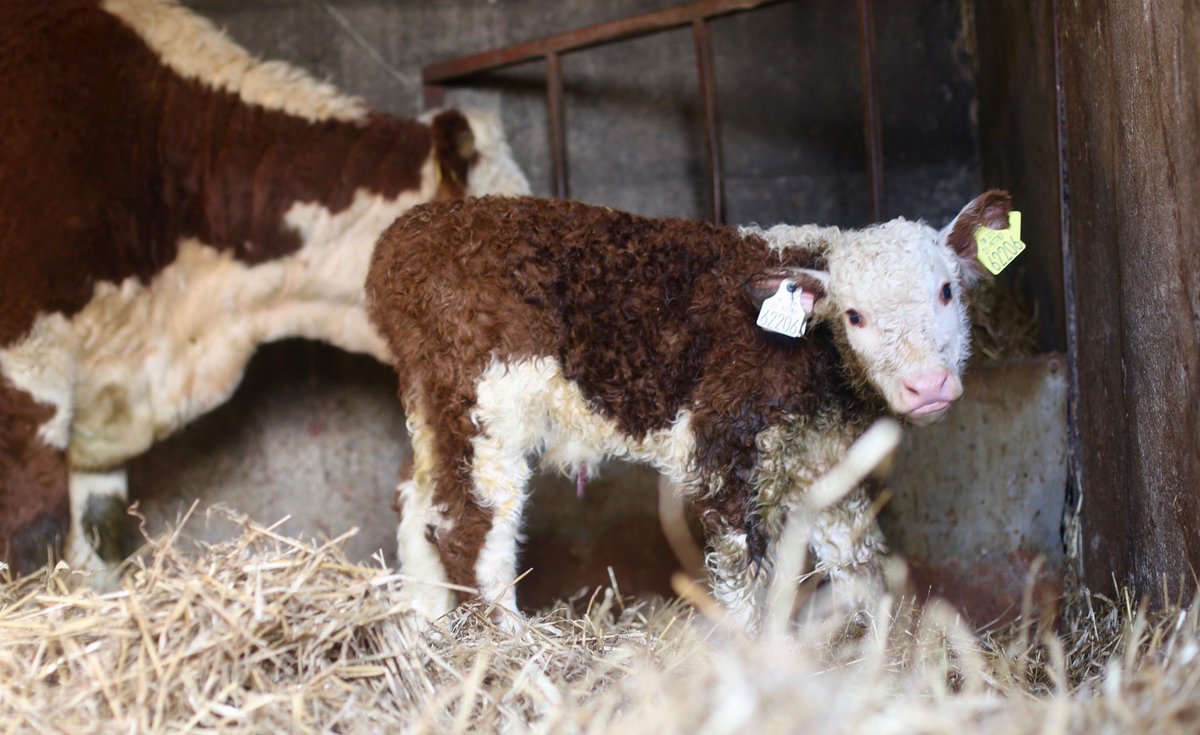 Kilsunny_Herd's tweet photo. Hereโs looking at you kid ๐ #calving23 https://t.co/fcyZlo4DK1