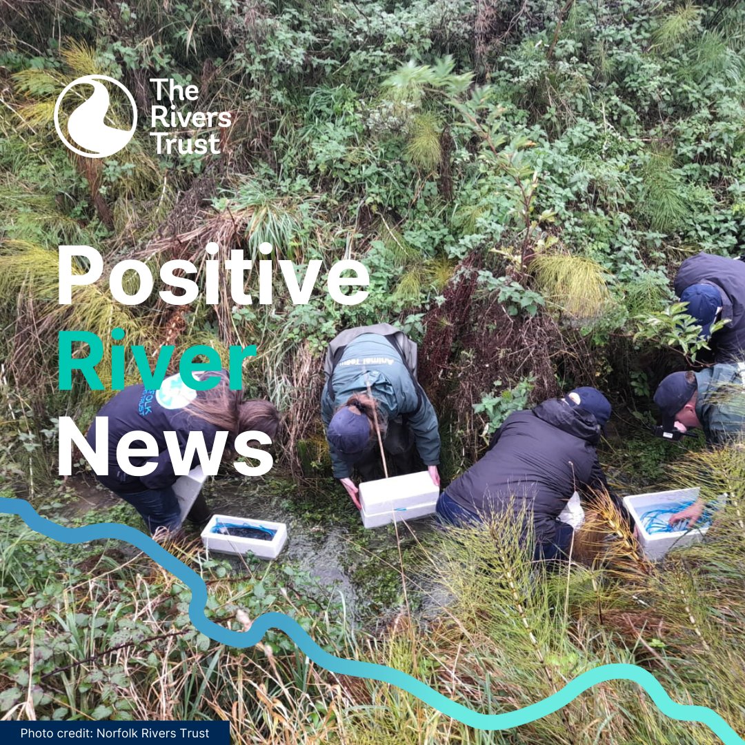 🎉 Positive River News! It's time to wave goodbye to another month with some good news. We've got native crayfish being released, weir removals, chalk stream restorations, and much more. 🧵