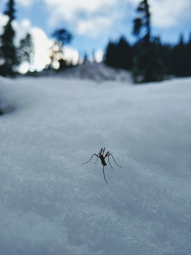 Our snow fly project (@snowflyproject) is now partnered with Adventure Scientists (@AdvScientists), which mobilizes outdoor enthusiasts to collect scientific data. We aim to study behavior, physiology, and genetics of snow flies from across the planet. platform.adventurescientists.org/project/projec…